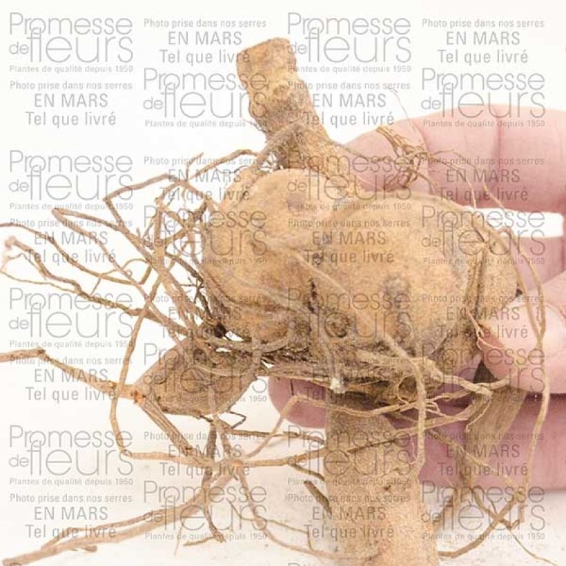 Exemple de spécimen de Dahlia camélia Berner Oberland Bulbe size I tel que livré