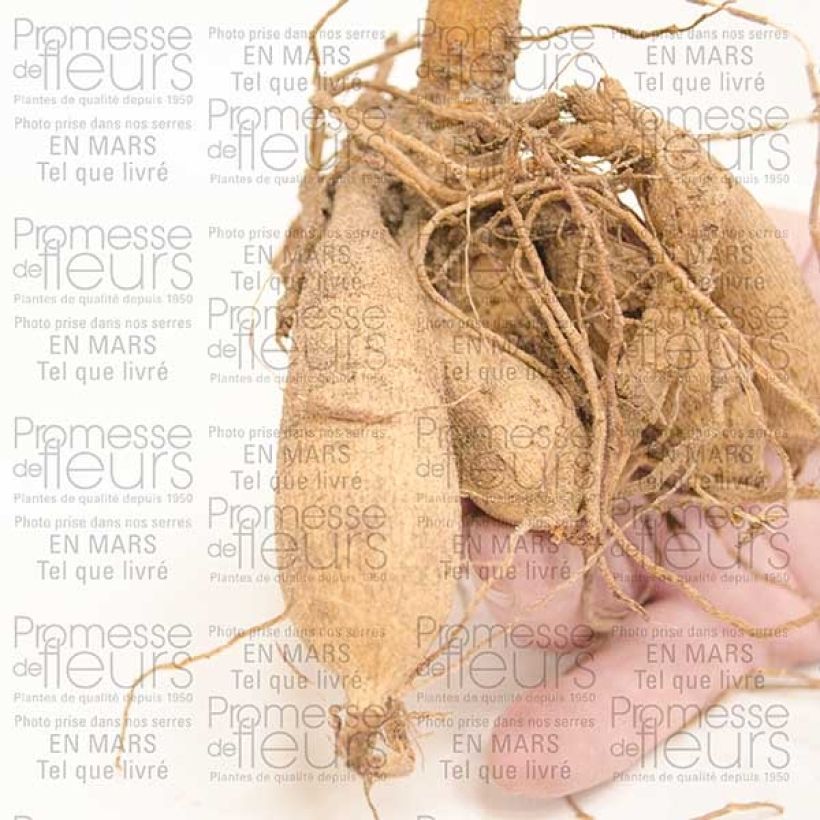 Exemple de spécimen de Dahlia cactus Chat Noir Bulbe calibre I tel que livré