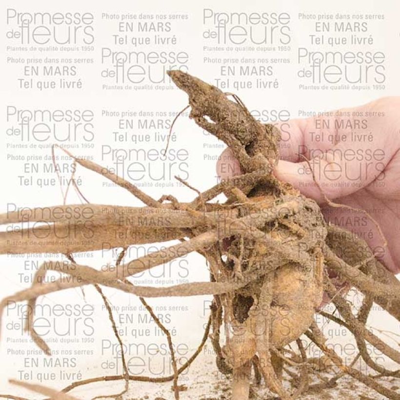 Exemple de spécimen de Dahlia cactus My Love Bulbe calibre I tel que livré