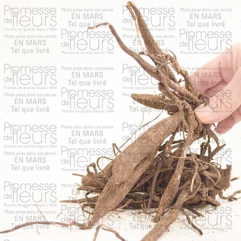 Exemple de spécimen de Dahlia cactus Red Majorette Bulbe tel que livré