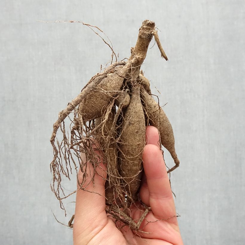 Spécimen de Dahlia cactus Shooting Star Bulbe calibre I tel que livré au printemps