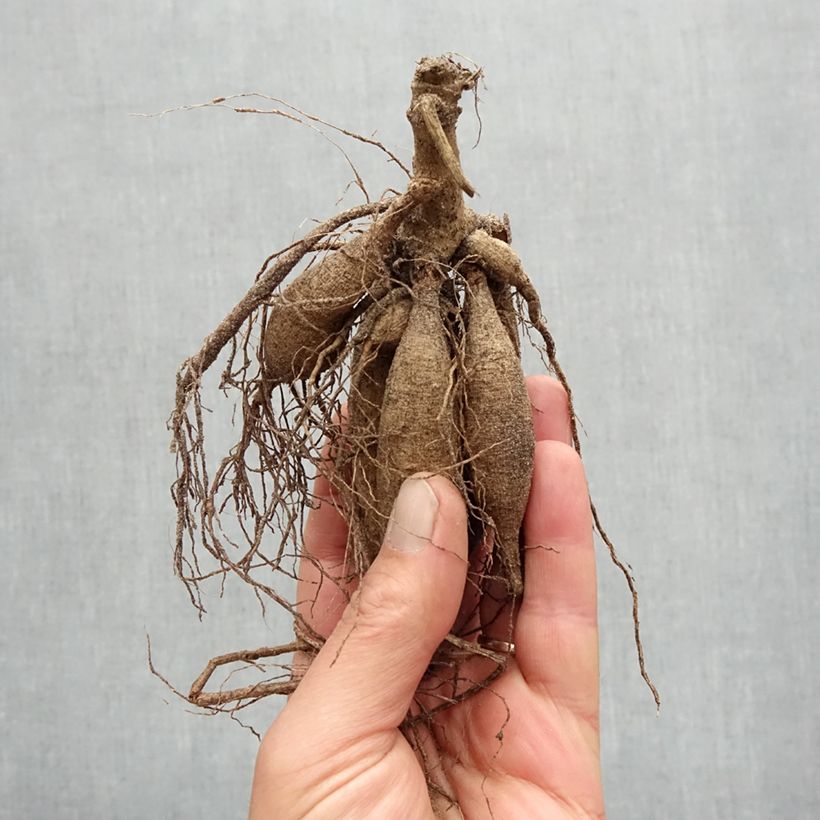 Spécimen de Dahlia Cactus Showntell Bulbe calibre I tel que livré au printemps