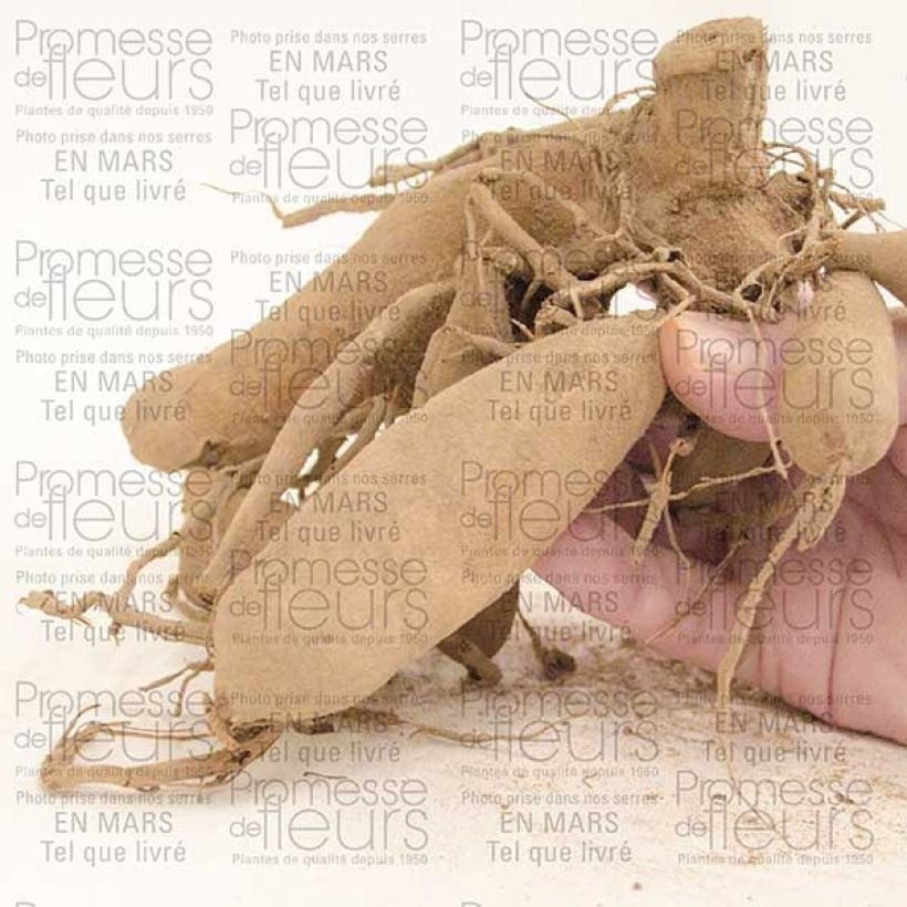 Exemple de spécimen de Dahlia cactus dentelle Urchin Bulbe size I tel que livré