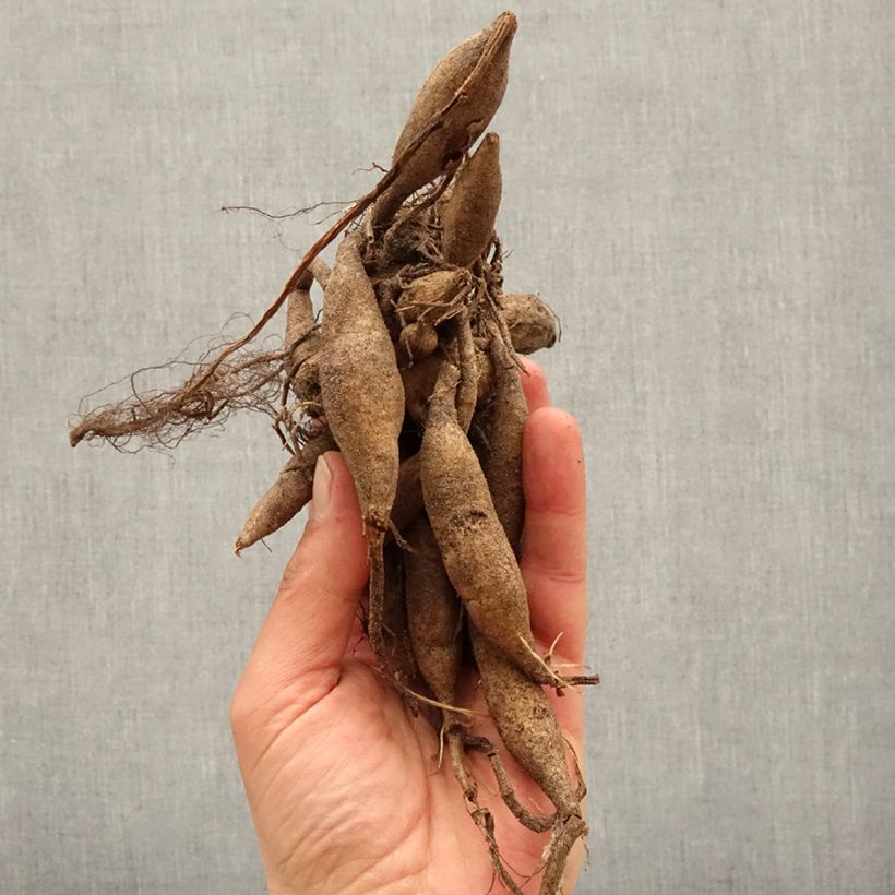 Spécimen de Dahlia camélia Karma Lagoon Bulbe calibre I tel que livré au printemps