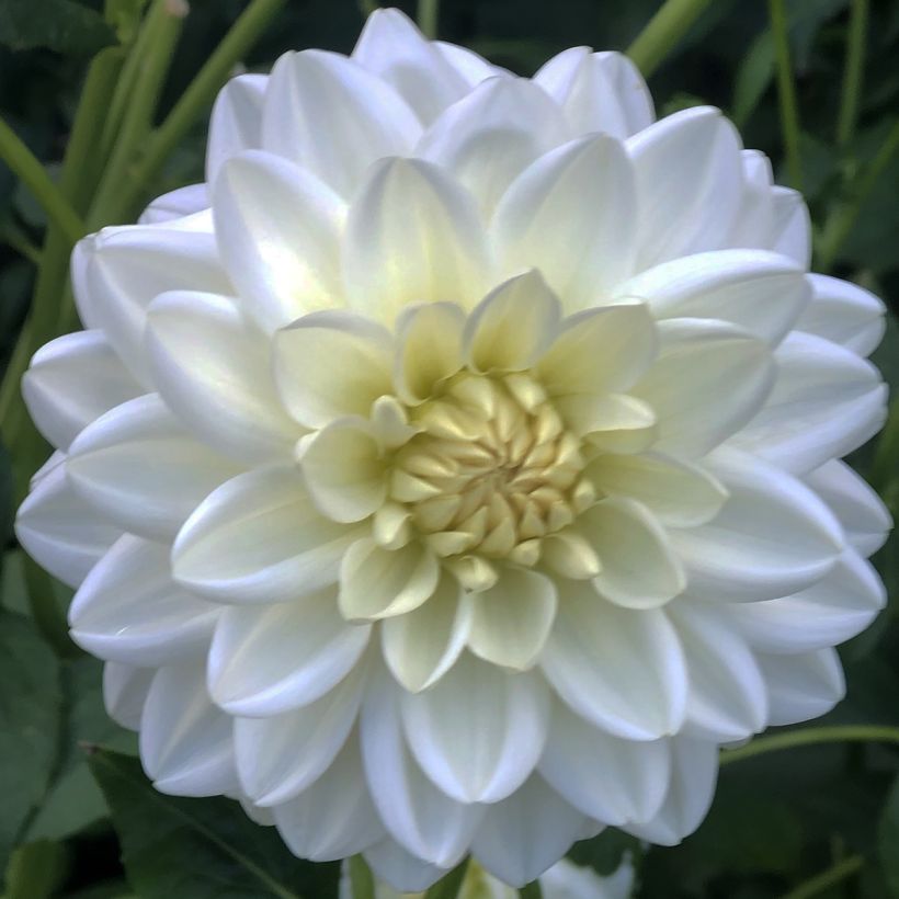Dahlia camélia Peace Pact (Floraison)