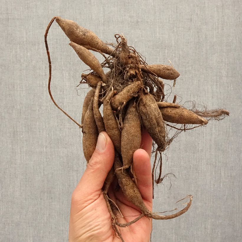 Spécimen de Dahlia camélia Seduction Bulbe calibre I tel que livré au printemps