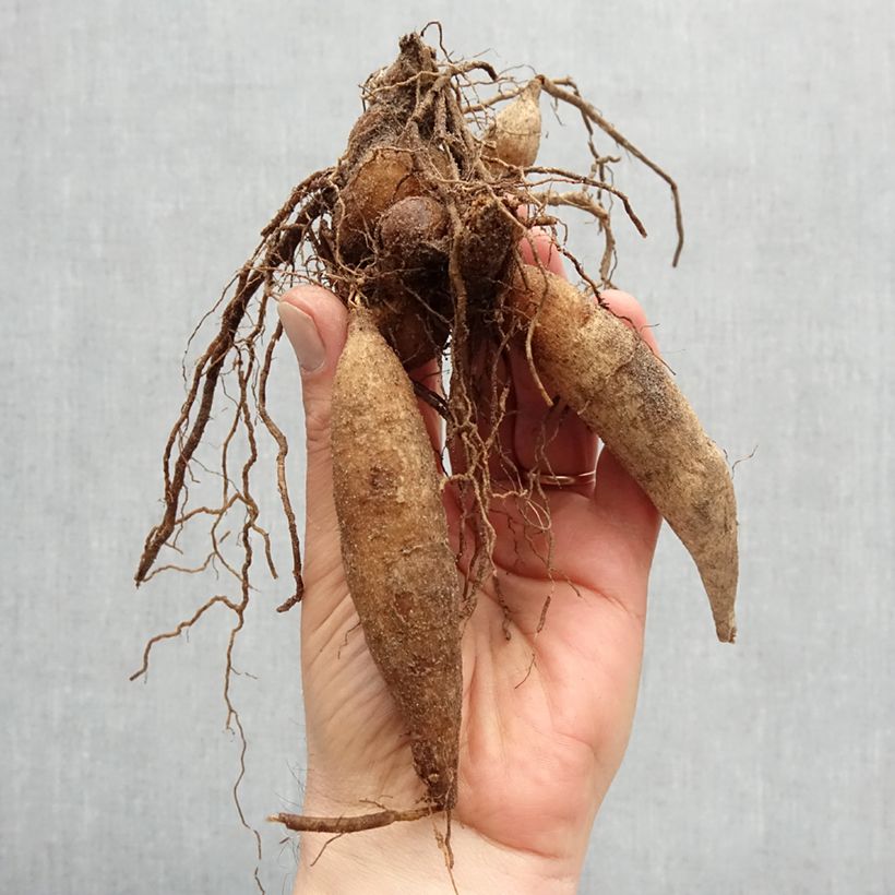 Spécimen de Dahlia collerette Impression Festivo Bulbe calibre I tel que livré au printemps