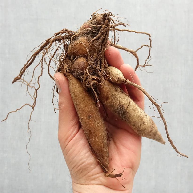 Spécimen de Dahlia collerette Kelsey Annie Joy Bulbe calibre I tel que livré au printemps