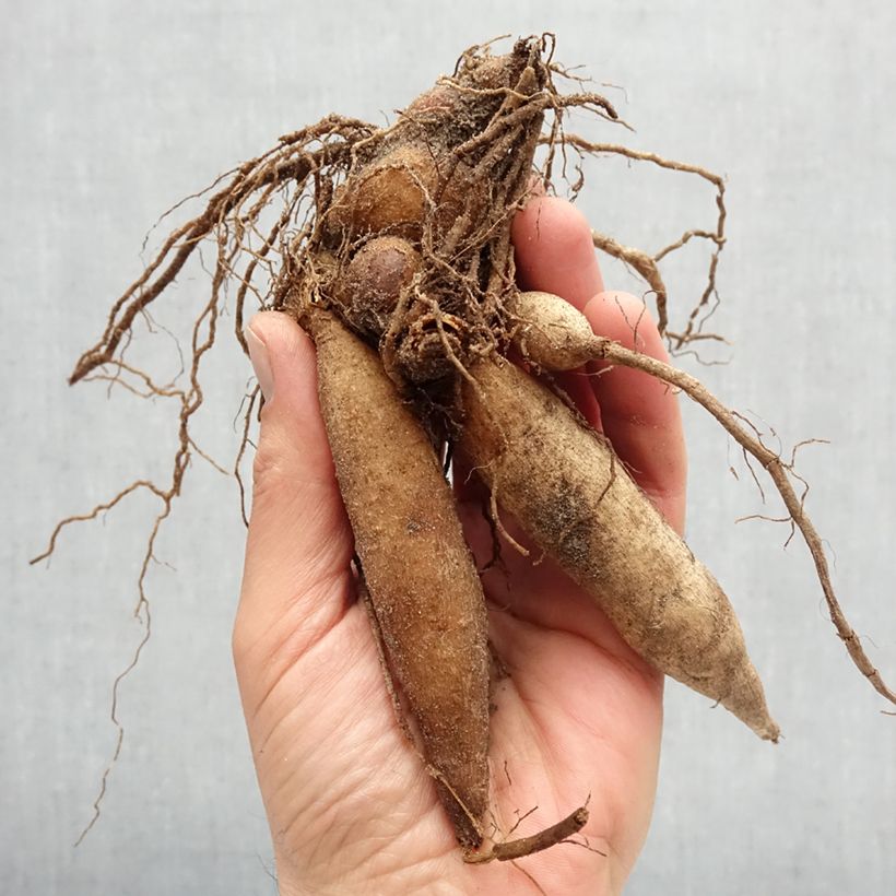 Spécimen de Dahlia collerette Mary Evelyn Bulbe calibre I tel que livré au printemps