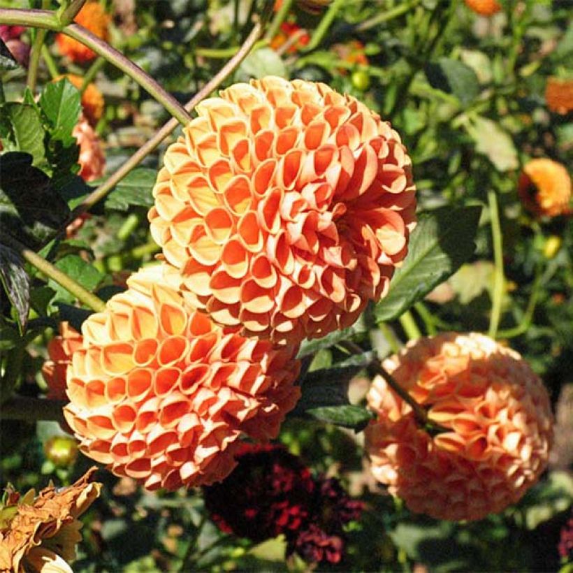 Dahlia Balle Cornel Brons (Floraison)