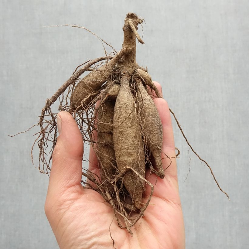 Spécimen de Dahlia décoratif Feria Bulbe tel que livré au printemps