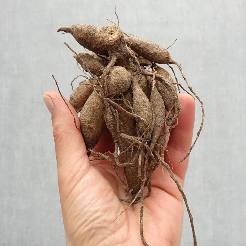 Spécimen de Dahlia décoratif Lemon Cane Bulbe tel que livré au printemps