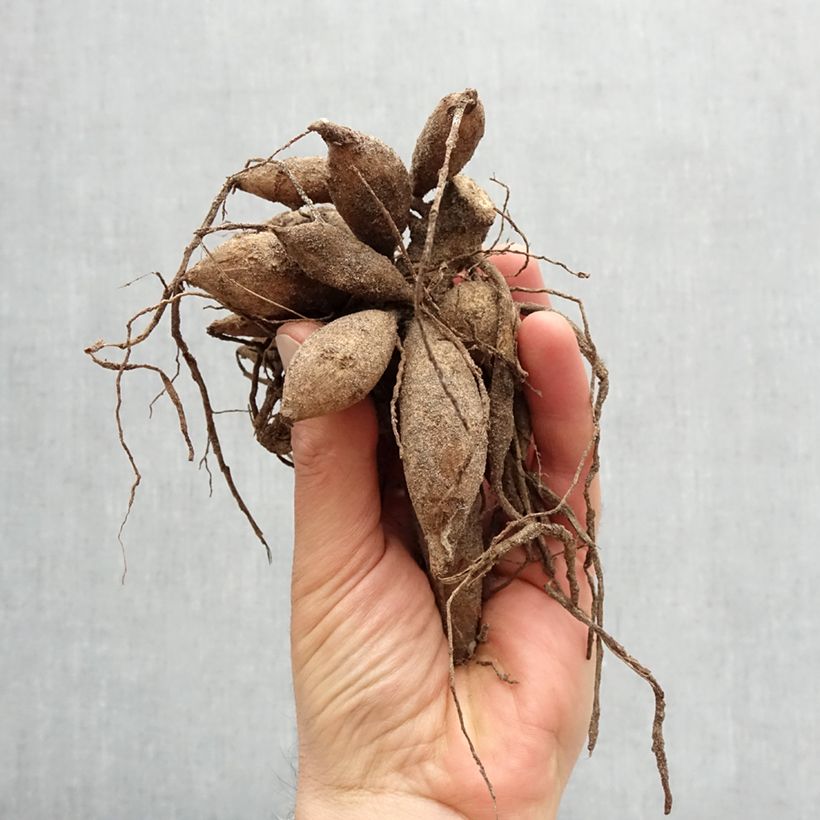 Spécimen de Dahlia décoratif Nicholas Bulbe calibre I tel que livré au printemps