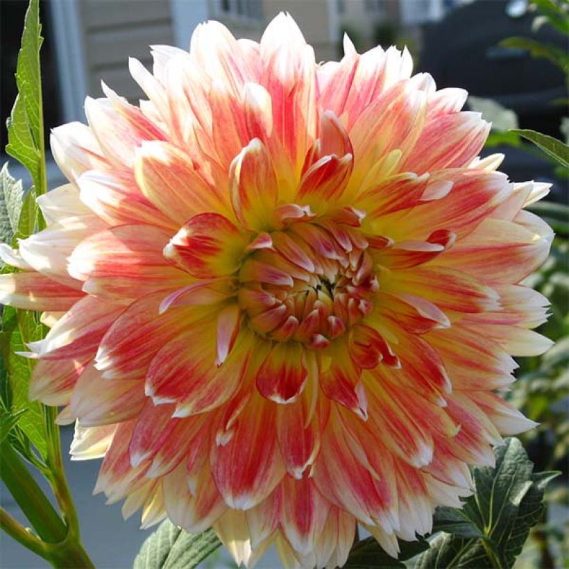 Dahlia décoratif Peaches and Cream (Floraison)