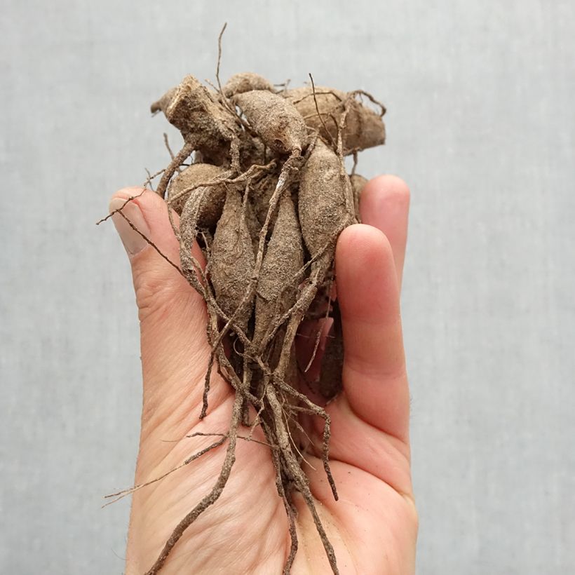 Spécimen de Dahlia décoratif Razzle Dazzle Bulbe tel que livré au printemps