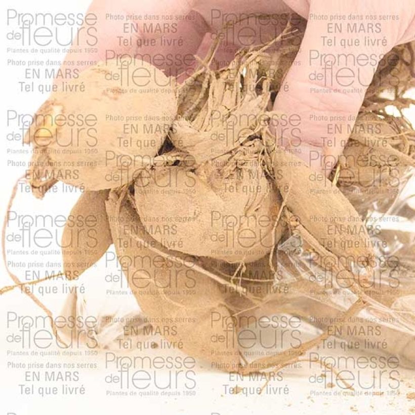 Exemple de spécimen de Dahlia géant Café Au Lait Bulbe size I tel que livré