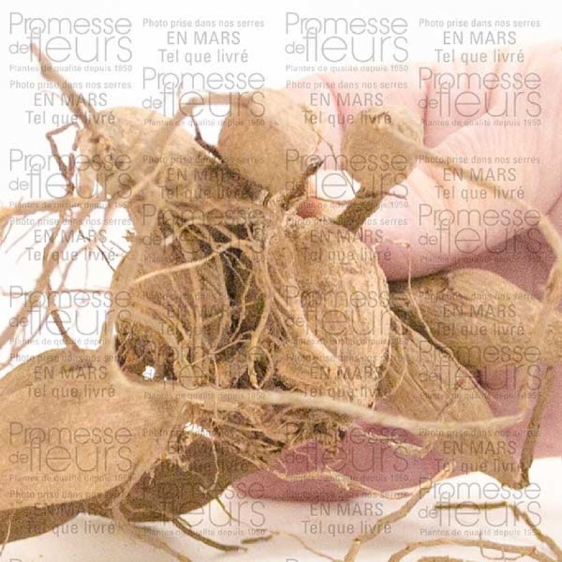 Exemple de spécimen de Dahlia géant Emory Paul Bulbe calibre I tel que livré