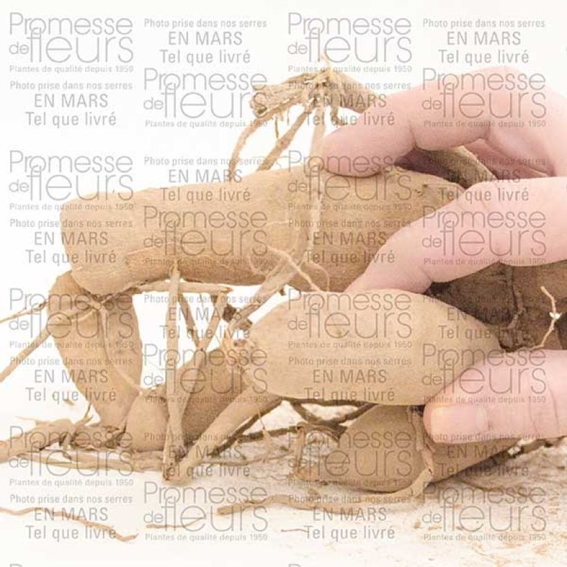 Exemple de spécimen de Dahlia Géant Gitt's Perfection Bulbe calibre I tel que livré