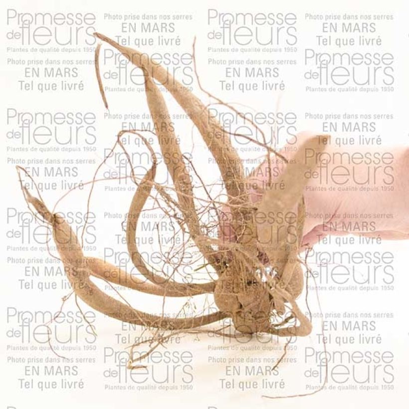 Exemple de spécimen de Dahlia imperialis - Dahlia impérial Bulbe calibre I tel que livré