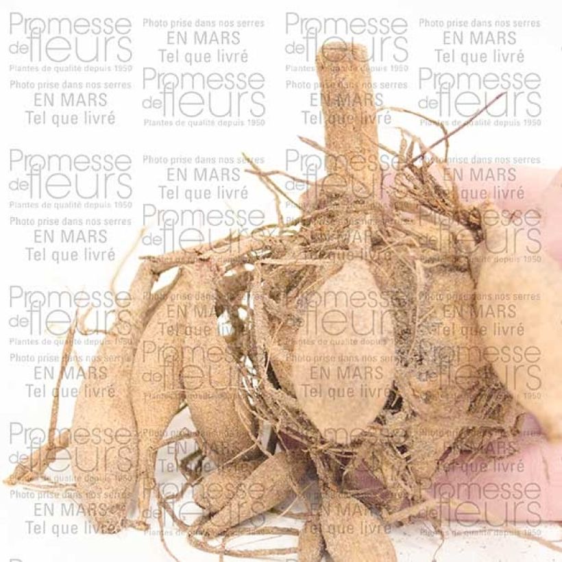 Exemple de spécimen de Dahlia géant Lady Liberty Bulbe size I tel que livré