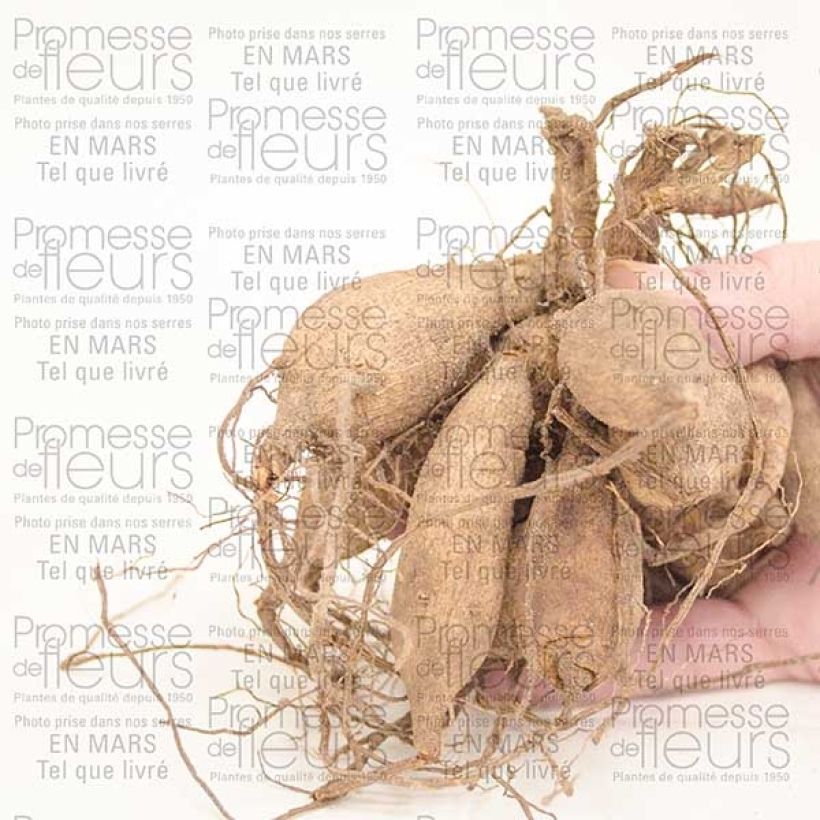 Exemple de spécimen de Dahlia Happy Single Juliet Bulbe calibre I tel que livré