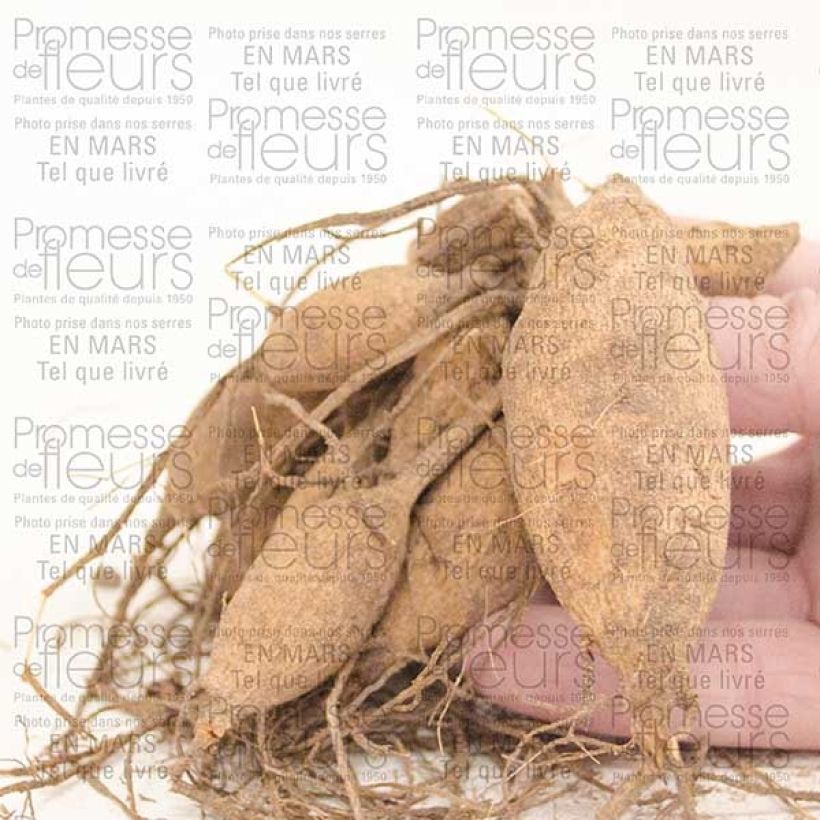 Exemple de spécimen de Dahlia Happy Single Kiss Bulbe calibre I tel que livré