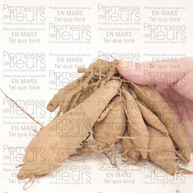 Exemple de spécimen de Dahlia Happy Single Party Bulbe calibre I tel que livré