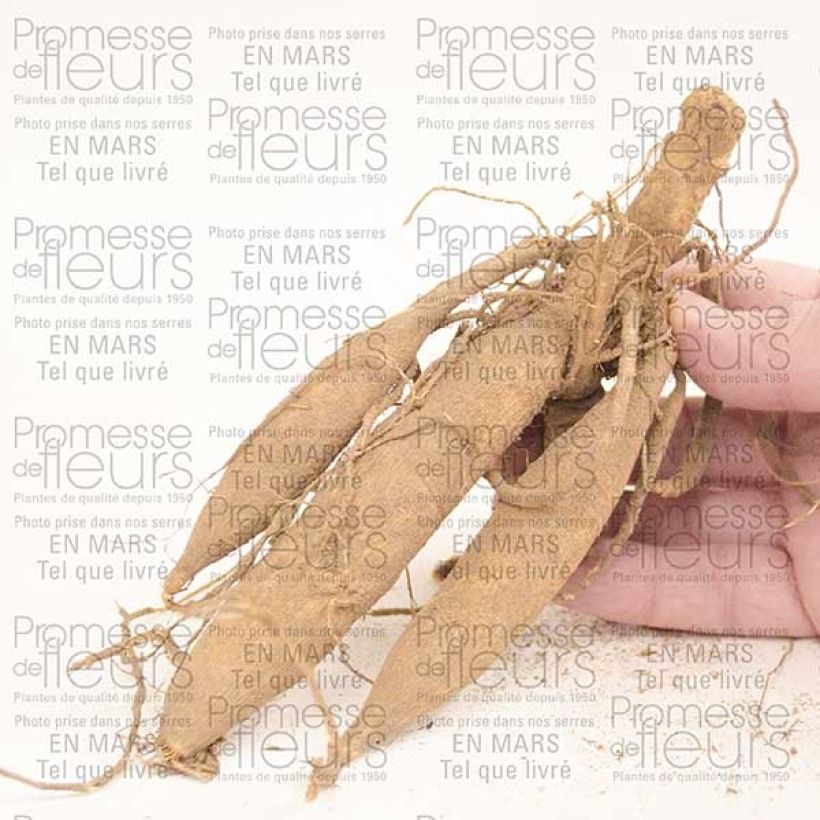 Exemple de spécimen de Dahlia Happy Single Princess Bulbe calibre I tel que livré