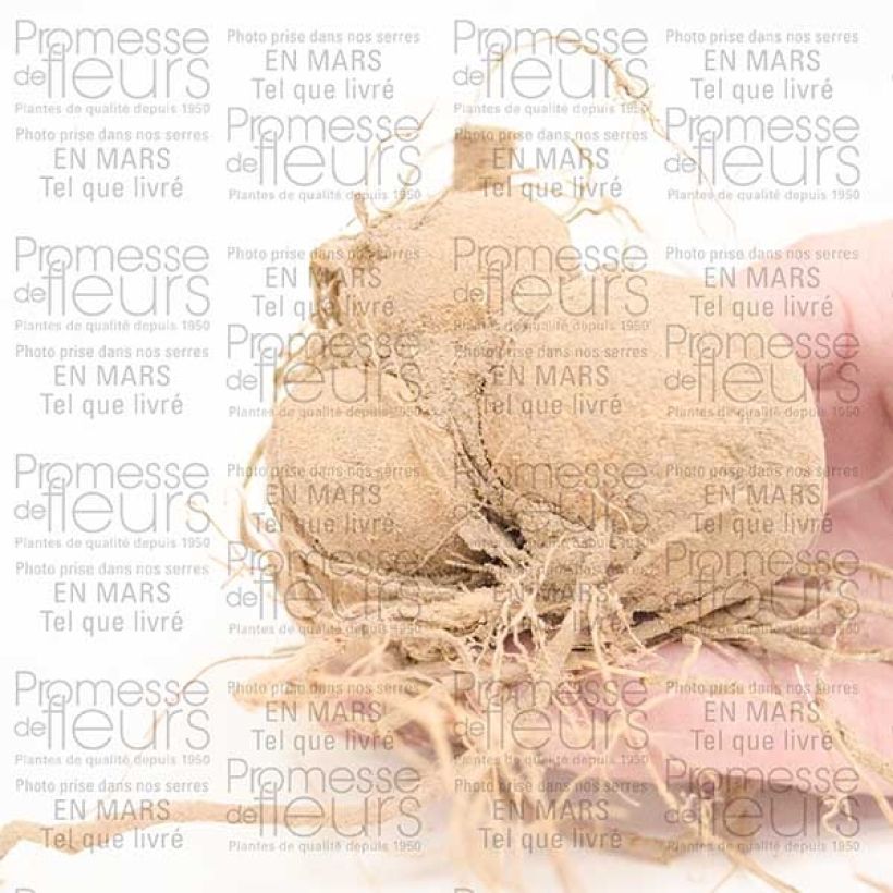 Exemple de spécimen de Dahlia Happy Single Romeo Bulbe calibre I tel que livré