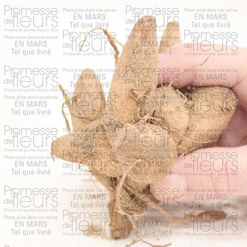 Exemple de spécimen de Dahlia anémone Honey Bulbe size I tel que livré