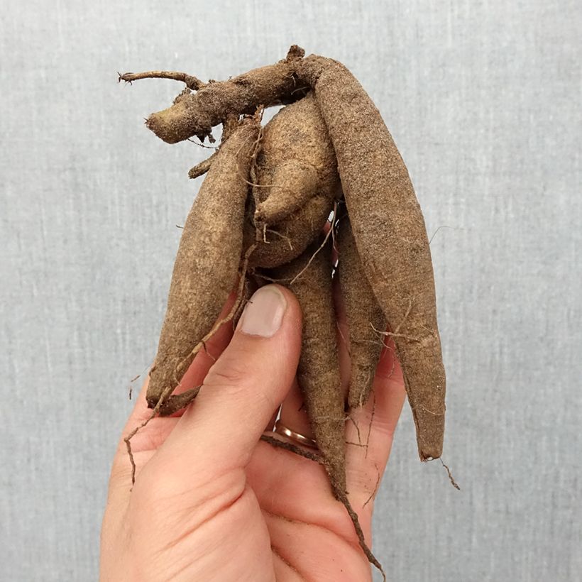 Spécimen de Dahlia Mini Balle Maroon Fox Bulbe calibre I tel que livré au printemps