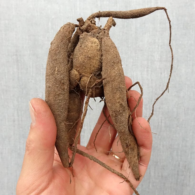 Spécimen de Dahlia Mini-Balles Babette Bulbe calibre I tel que livré au printemps