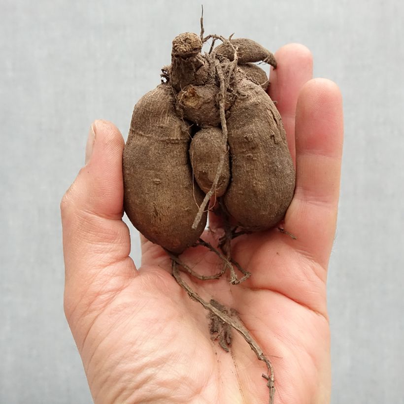 Spécimen de Dahlia nain Gallery Art Deco Bulbe calibre I tel que livré au printemps