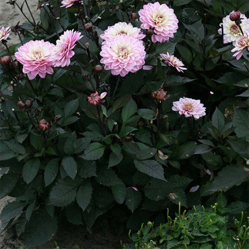 Dahlia nain Gallery De la Tour (Feuillage)