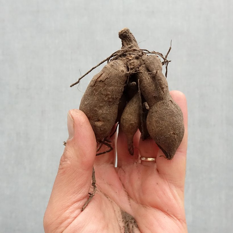 Spécimen de Dahlia nain Melody Dixie Bulbe calibre I tel que livré au printemps