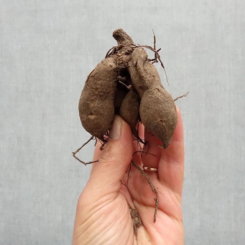 Spécimen de Dahlia nain Topmix Yellow Bulbe calibre I tel que livré au printemps