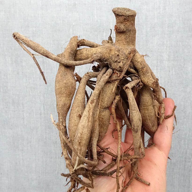 Spécimen de Dahlia paysage Classic Poeme Bulbe tel que livré au printemps