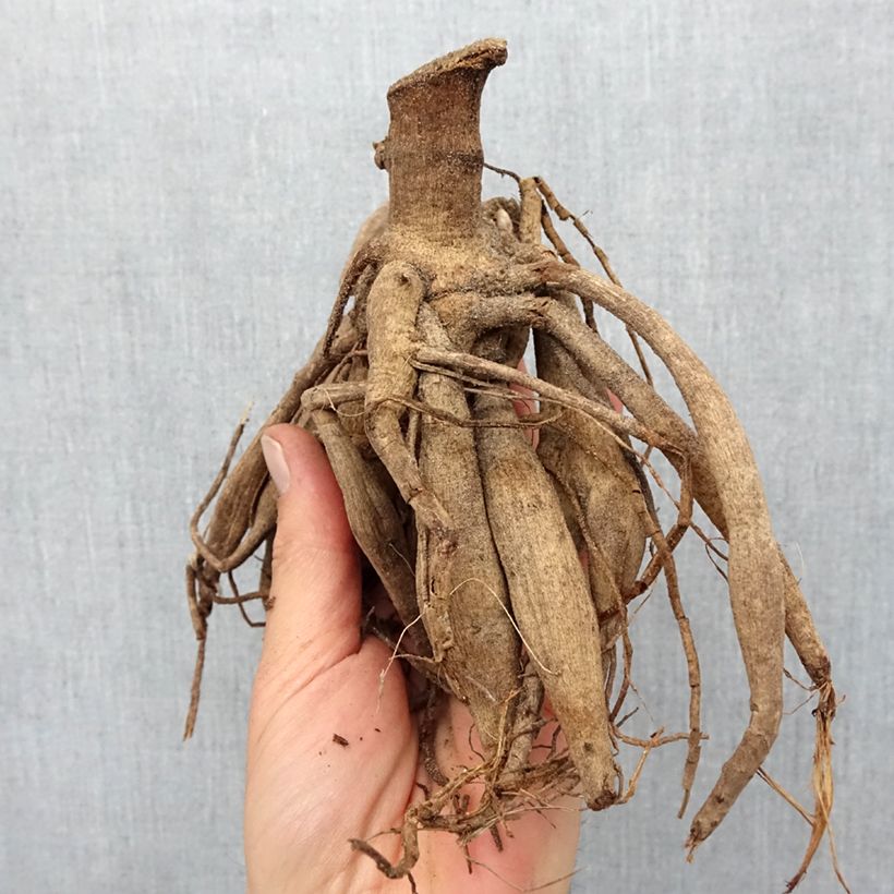 Spécimen de Dahlia paysage Waltzing Mathilda Bulbe calibre I tel que livré au printemps