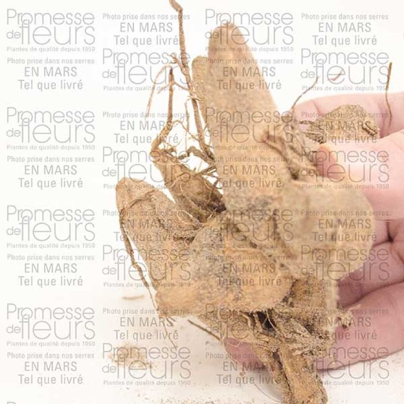 Exemple de spécimen de Dahlia camélia Perle d'Heemstede Bulbe tel que livré