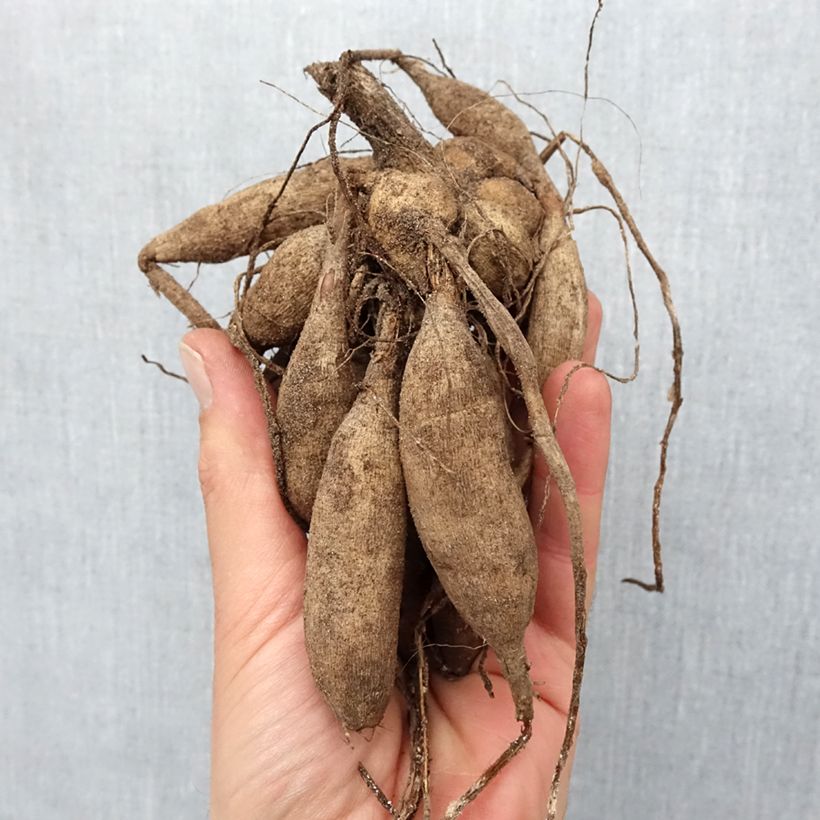 Spécimen de Dahlia pompon Sunny Boy Bulbe calibre I tel que livré au printemps