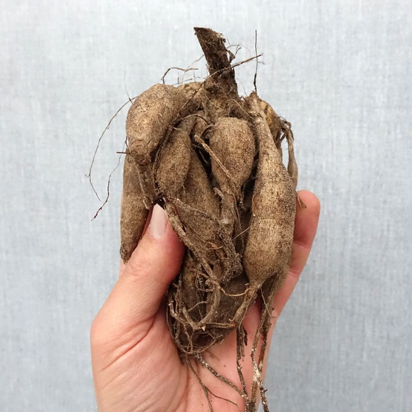 Spécimen de Dahlia Pompon Zundert Mystery Fox Bulbe calibre I tel que livré au printemps