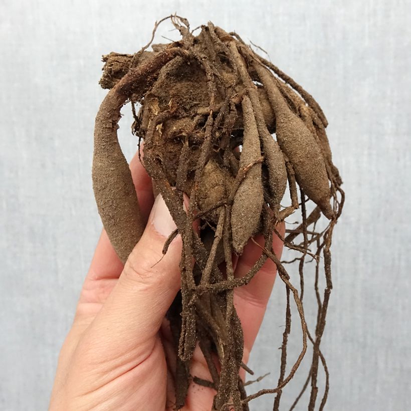 Spécimen de Dahlia semi cactus Fired Up Bulbe calibre I tel que livré au printemps