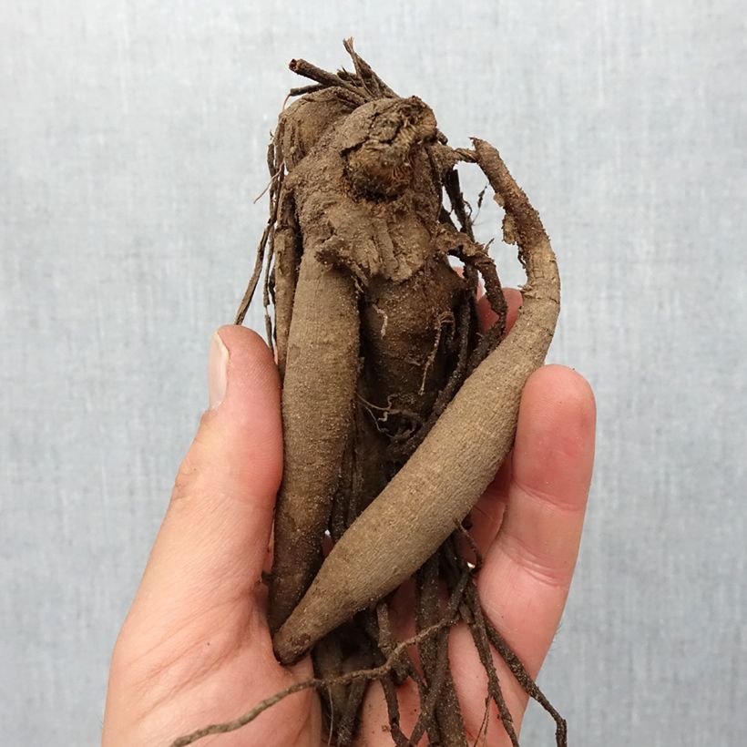 Spécimen de Dahlia semi cactus Hollyhill Black Beauty Bulbe calibre I tel que livré au printemps