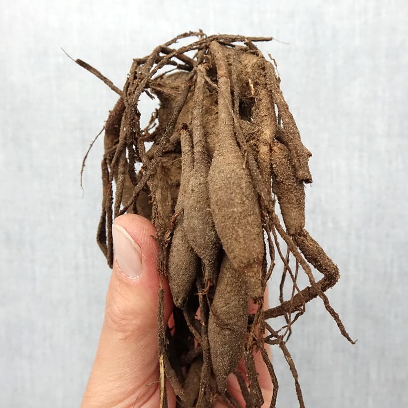 Spécimen de Dahlia semi-cactus Rip City Bulbe calibre I tel que livré au printemps