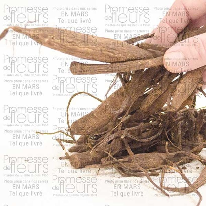 Exemple de spécimen de Dahlia Balle Wizard Of Oz Bulbe calibre I tel que livré