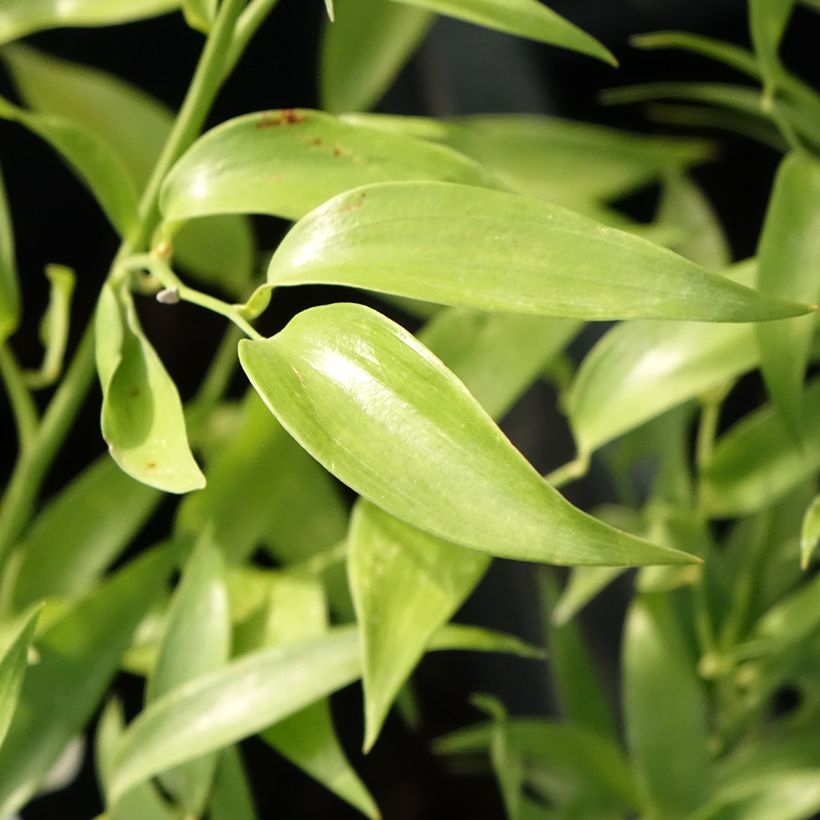 Danae racemosa - Laurier d'Alexandrie (Feuillage)