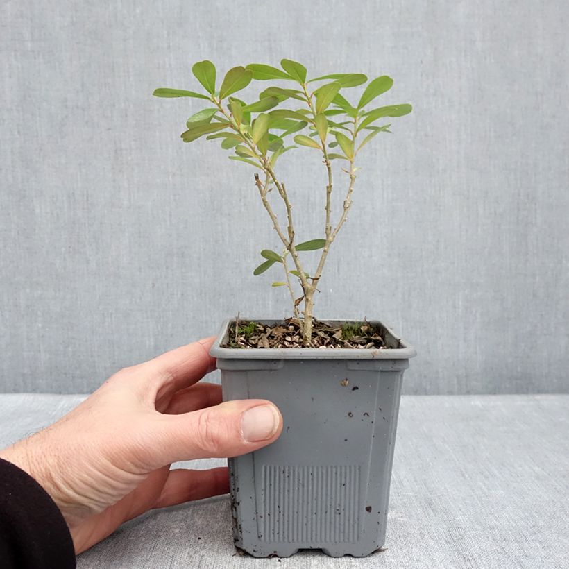 Spécimen de Daphne gemmata Royal Crown Pot de 1L/1,5L tel que livré en hiver