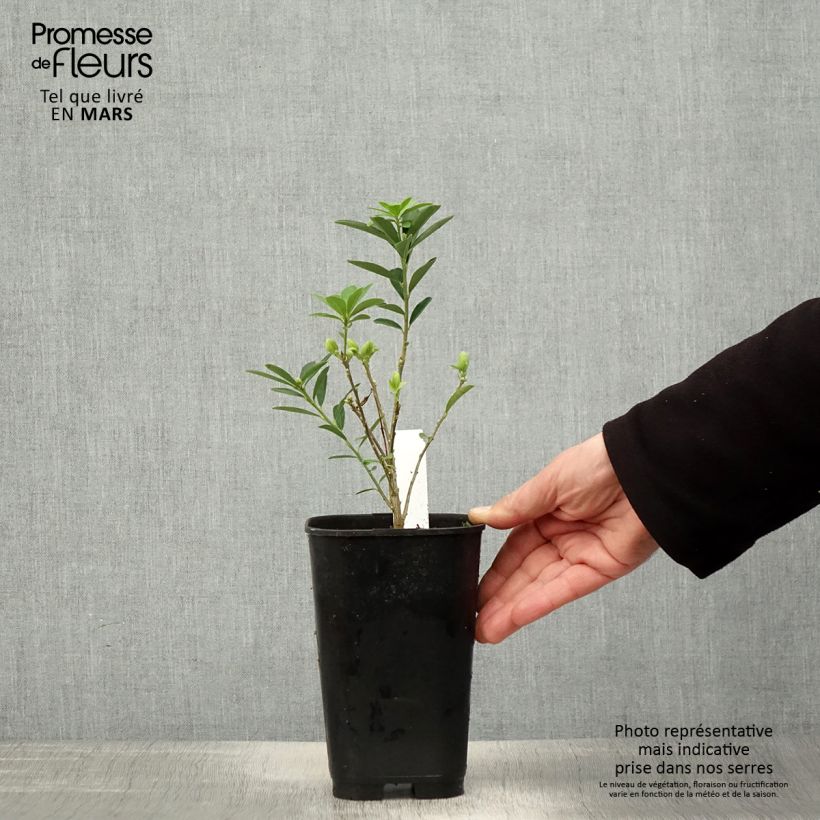 Spécimen de Daphne gemmata Royal Crown Pot de 2L/3L tel que livré au printemps