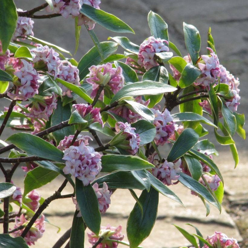 Daphne odora Aureomarginata (Plant habit)