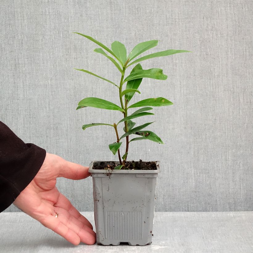 Spécimen de Daphne Perfume Princess - Daphné parfumé Pot de 1L/1,5L tel que livré en automne